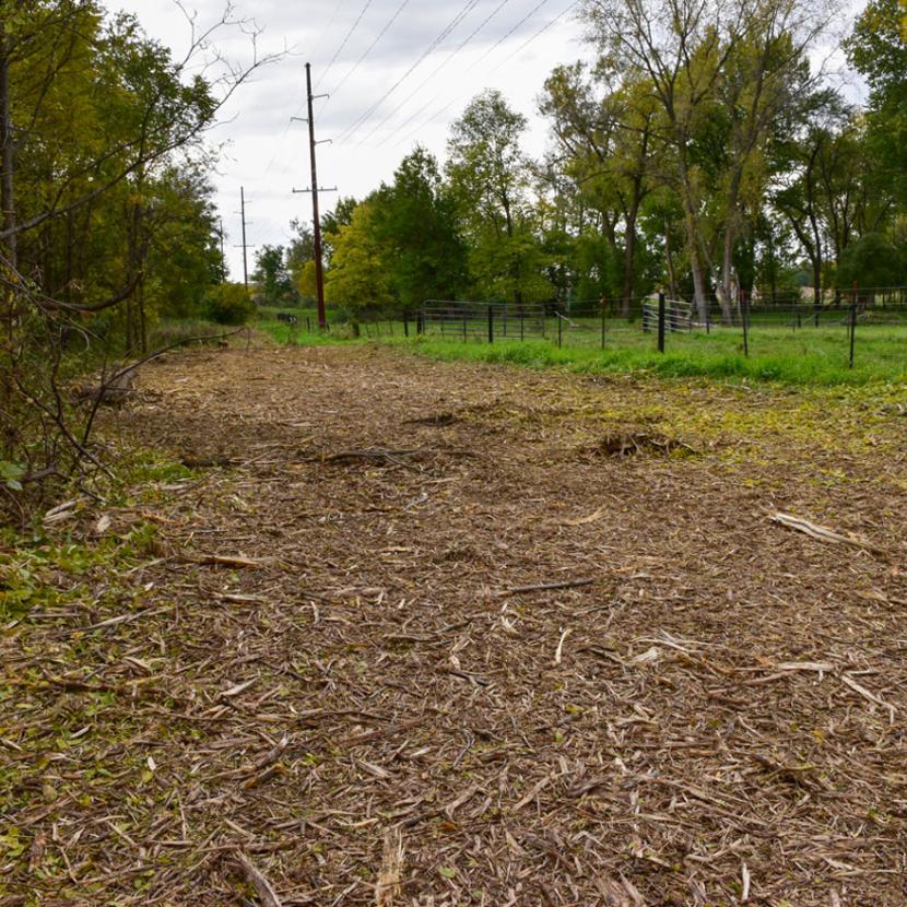Image showing vegetation management